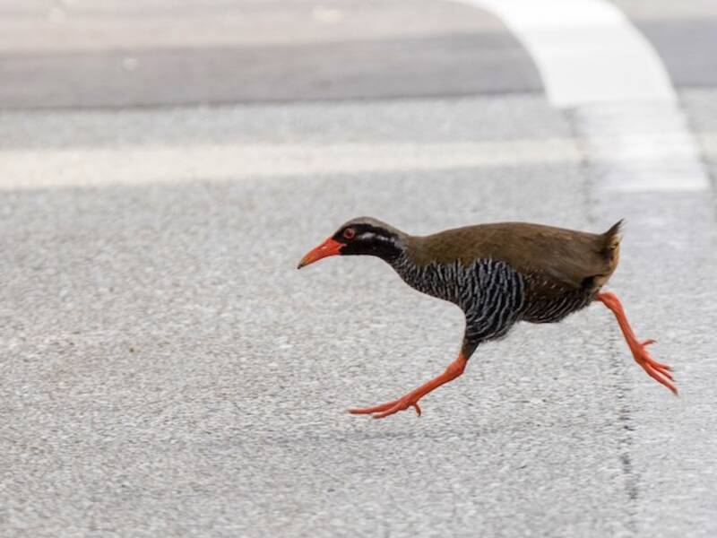 Okinawa Rail (Gallirallus okinawae)