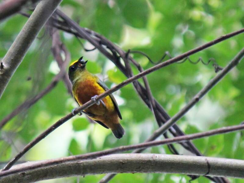 Euphonia de Gould