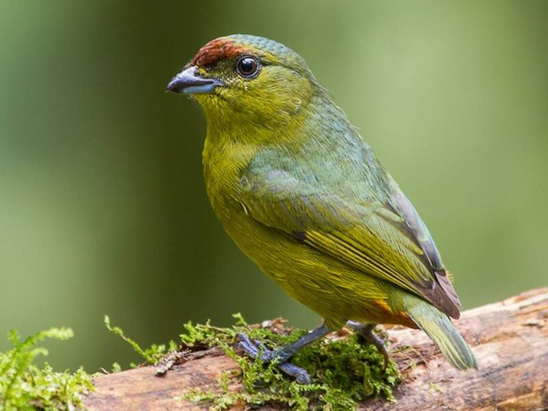 Eufonia dal dorso olivaceo, Foto 3