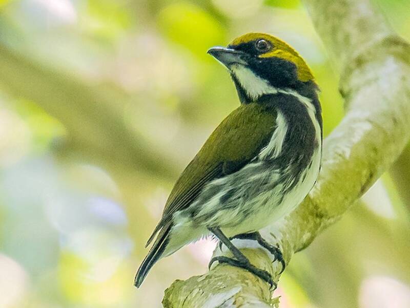 Olive-backed Flowerpecker, Photos 4