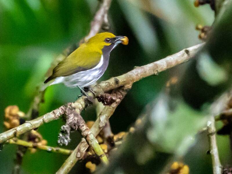 Olive-backed Flowerpecker