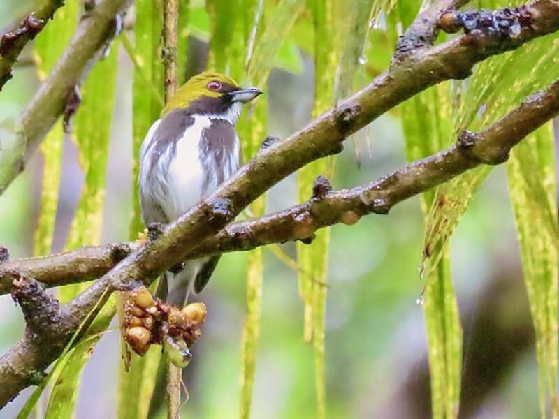 Olive-backed Flowerpecker, Photos 3