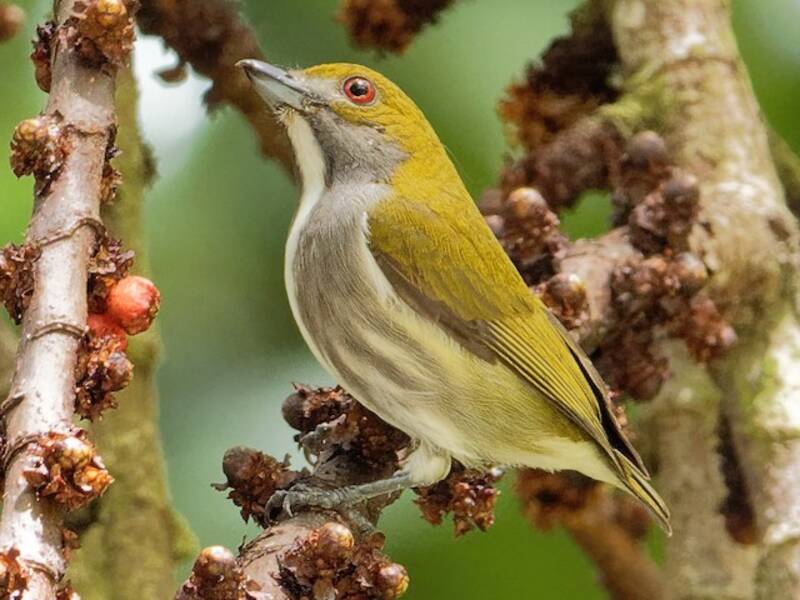 Olive-backed Flowerpecker, Photos 2