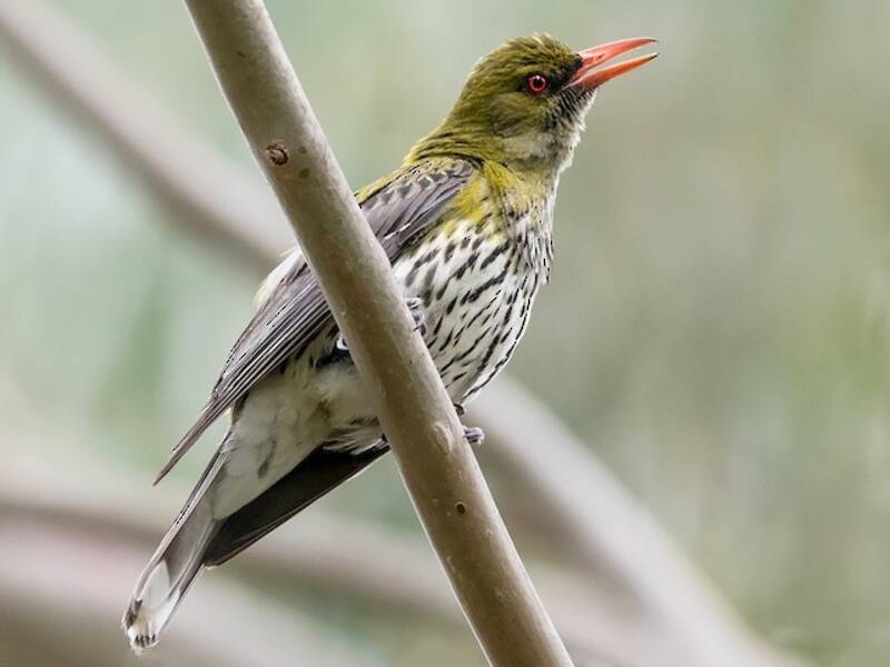 Olive-backed Oriole