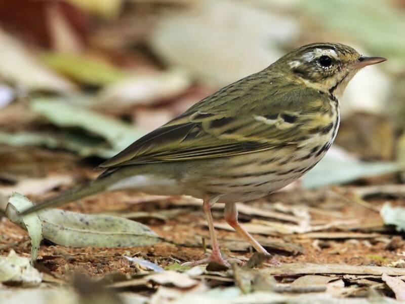 Pipit à dos olive, Photos 4