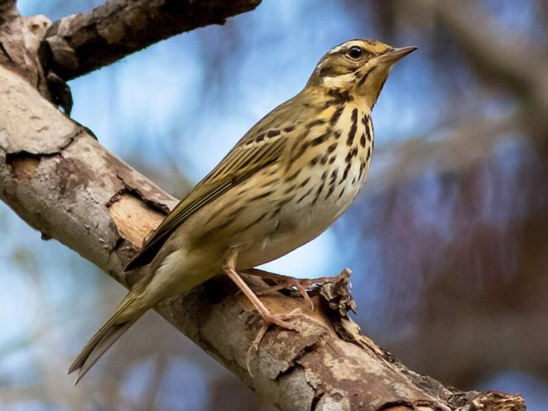 Pipit à dos olive, Photos 3