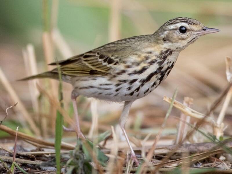 Pipit à dos olive, Photos 2