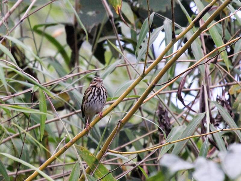 Pipit à dos olive