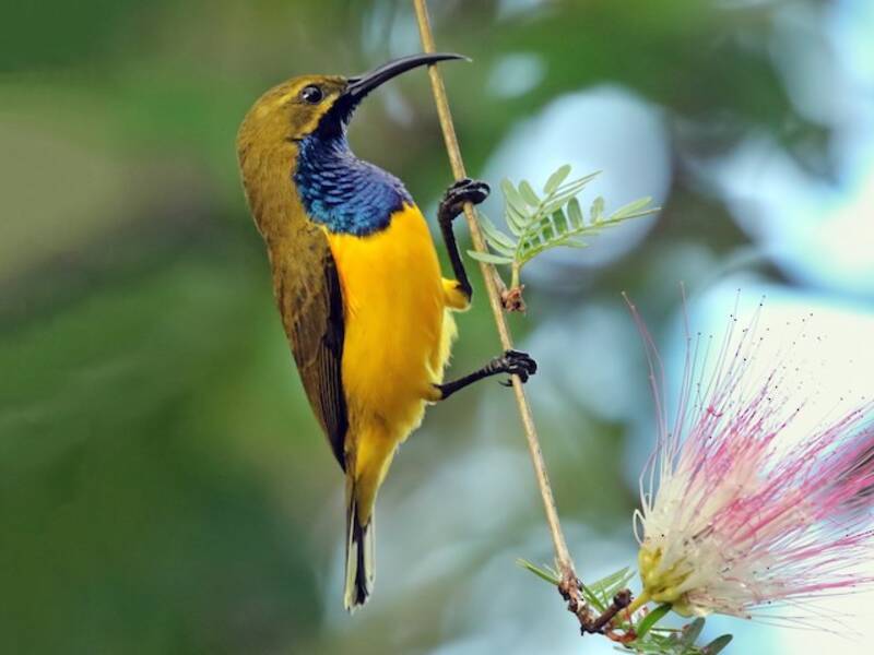 Sahul Sunbird