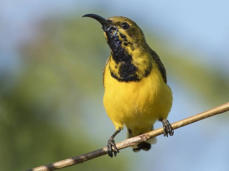 Sahul Sunbird, 照片 2