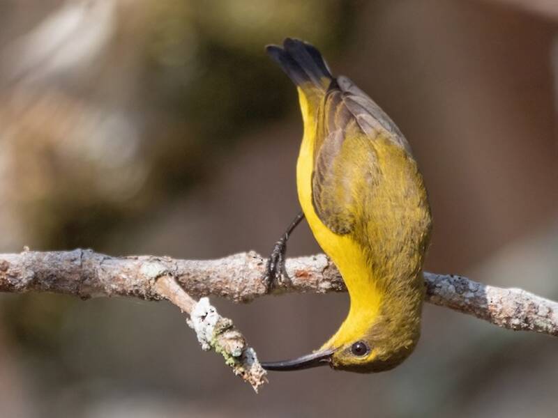 Sahul Sunbird, 照片 4