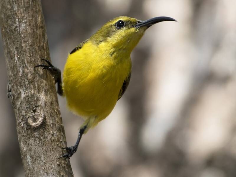 Sahul Sunbird, 照片 3