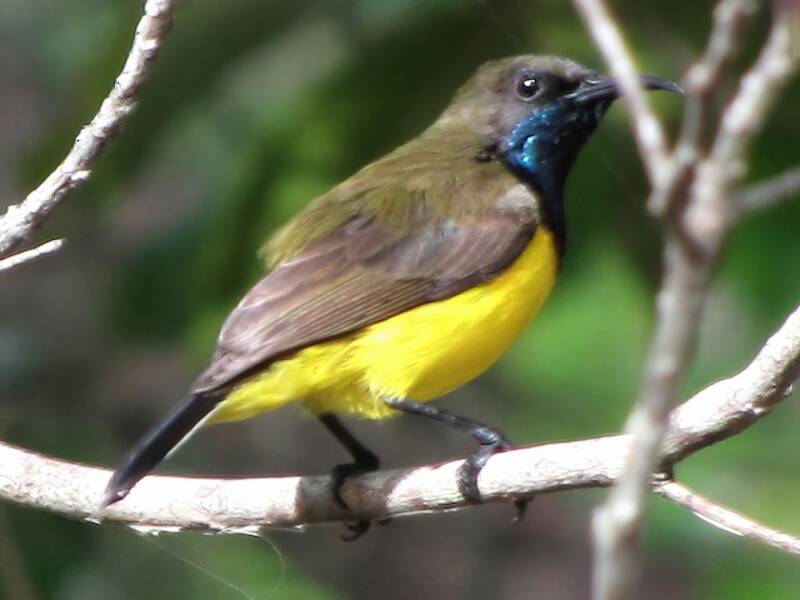 Tukangbesi Sunbird, Photos 2