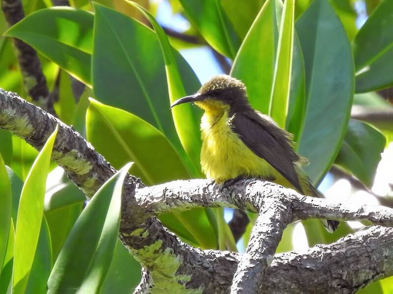 Tukangbesi Sunbird, Photos 4