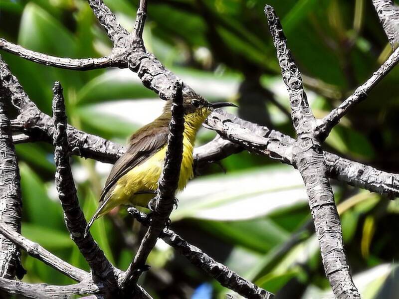Tukangbesi Sunbird, Photos 3