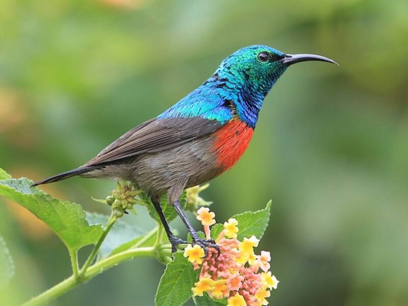 Nettarinia ventroliva, Foto 4