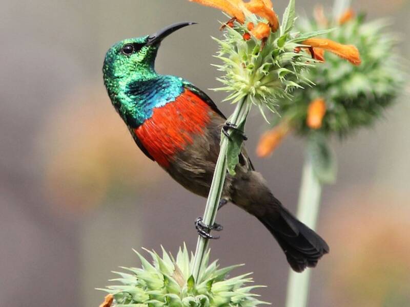 Nettarinia ventroliva, Foto 2