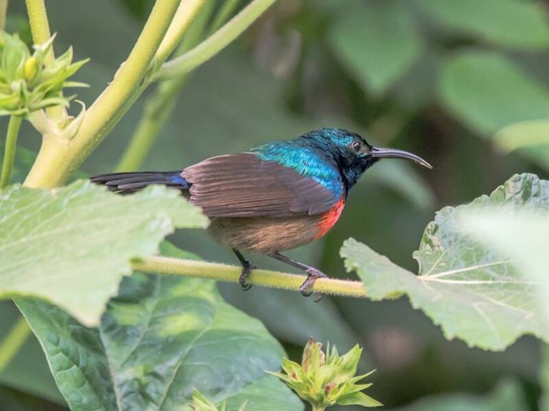 Nettarinia ventroliva