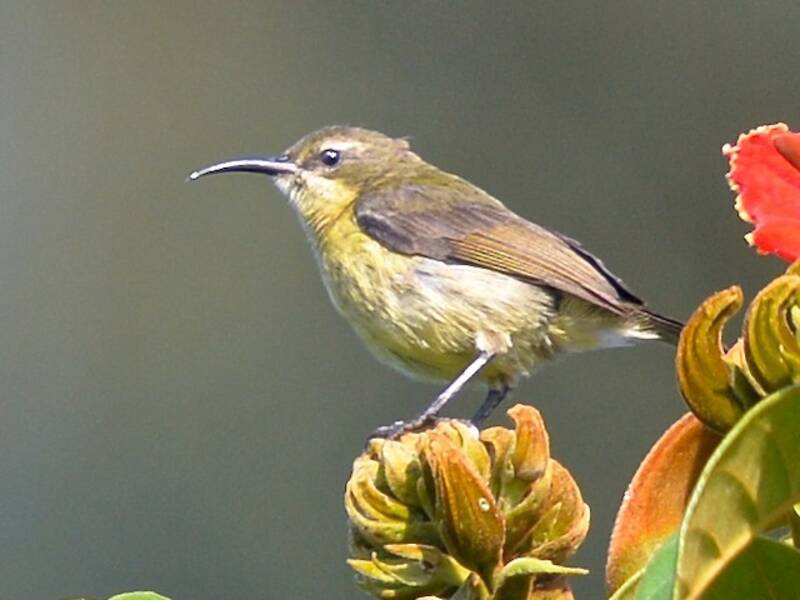 Nettarinia ventroliva, Foto 3