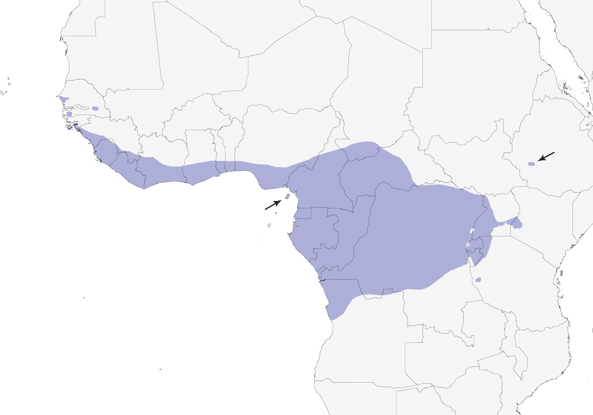 Nettarinia ventroliva, Distribuzione 1