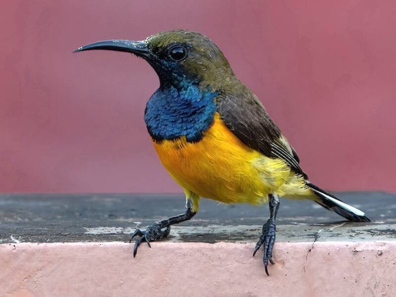 Garten-Nektarvogel, Fotos 4