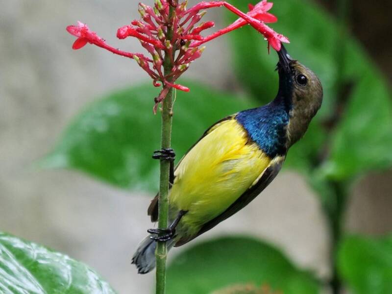 Garten-Nektarvogel, Fotos 3