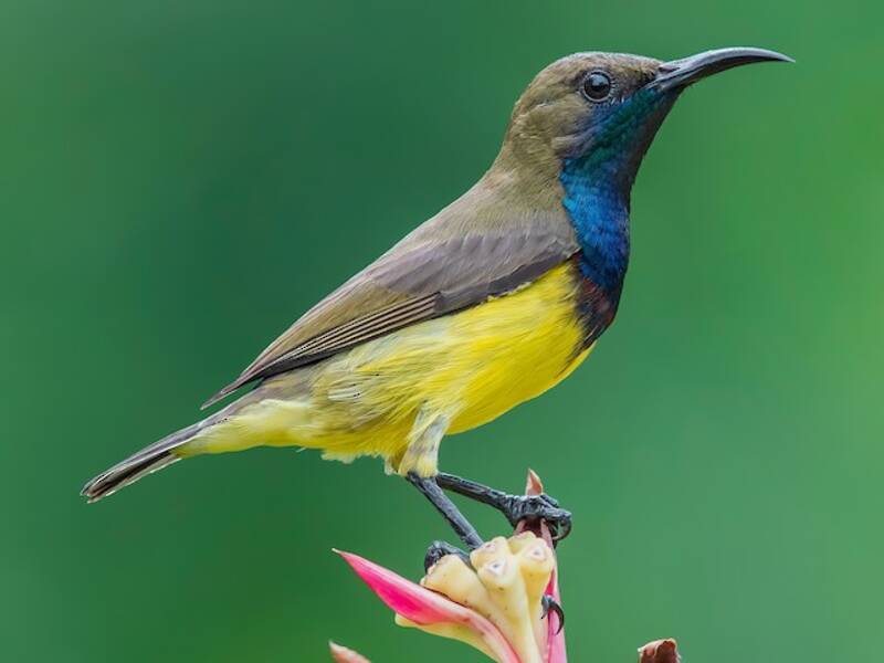 Ornate Sunbird