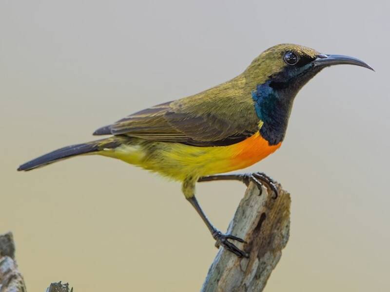 Palawan-Nektarvogel, Fotos 3