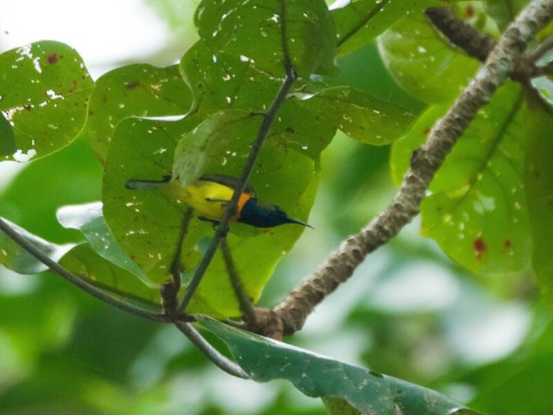 Palawan-Nektarvogel, Fotos 4