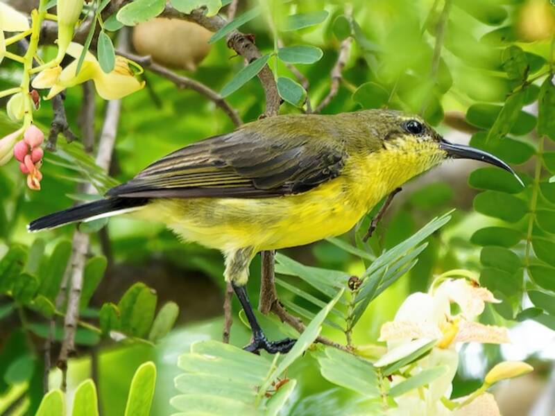 Palawan-Nektarvogel, Fotos 2