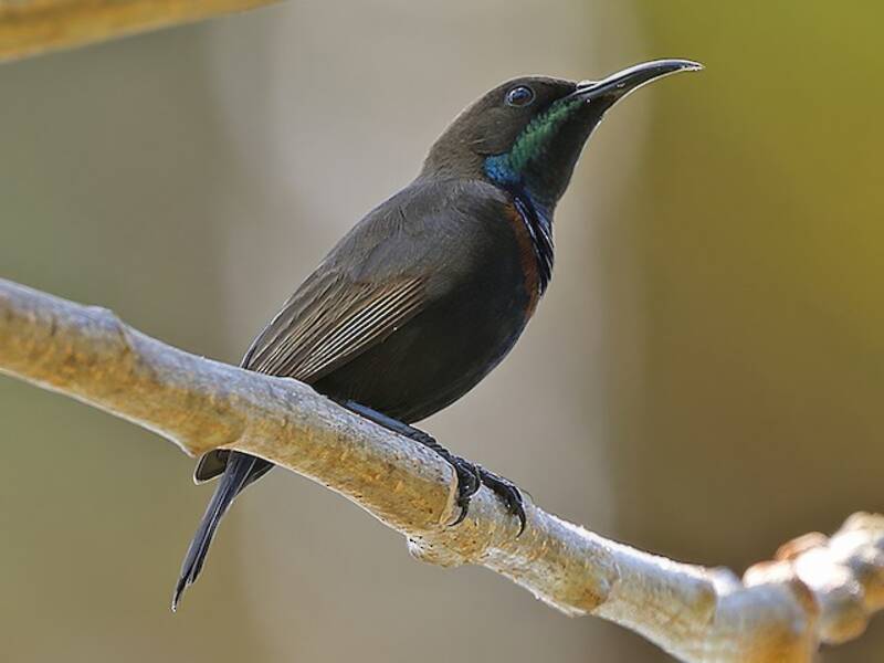 Nettarinia del Mar di Flores, Foto 2