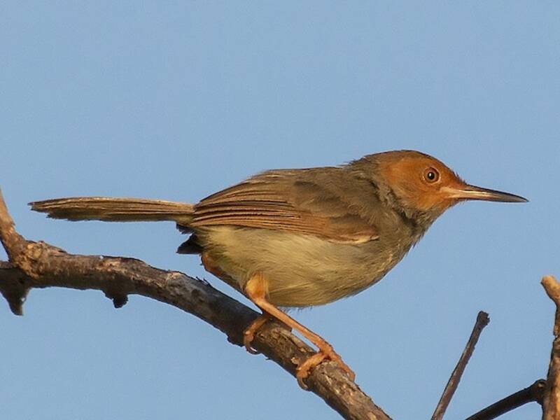 Grünrücken-Schneidervogel