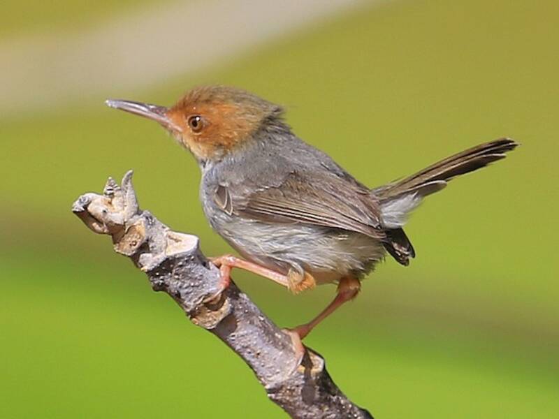Olive-backed Tailorbird, Photos 2