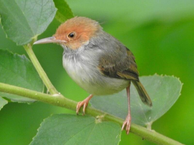 Olive-backed Tailorbird, Photos 3