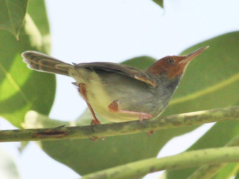 Olive-backed Tailorbird, Photos 4