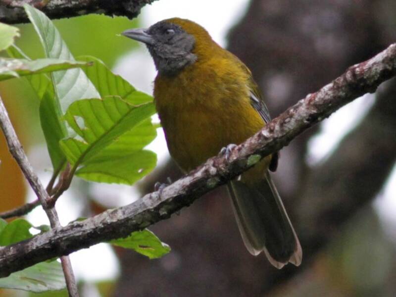 Olive-backed Tanager (Mitrospingus oleagineus)