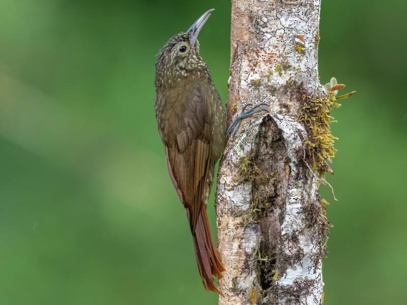 Olive-backed Woodcreeper (Xiphorhynchus triangularis)