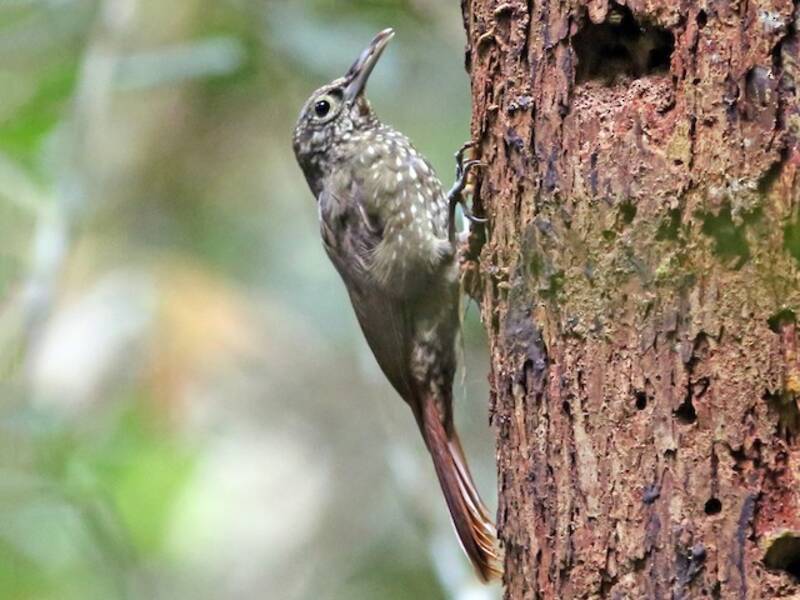Rampichino dorsooliva, Foto 3