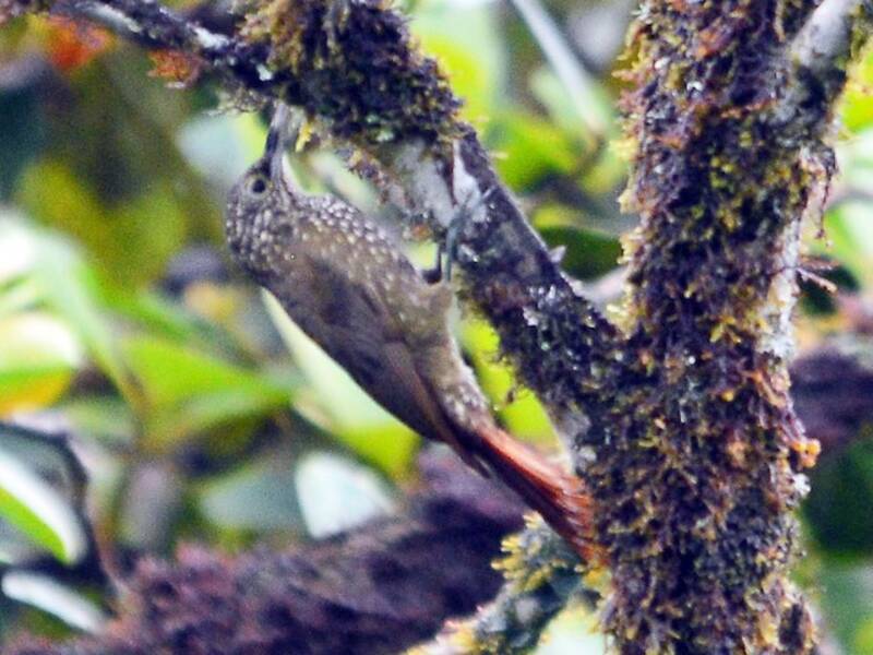 Rampichino dorsooliva, Foto 4