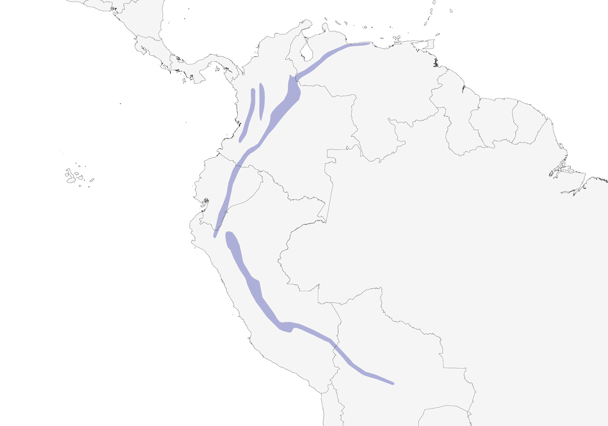 Rampichino dorsooliva, Distribuzione 1