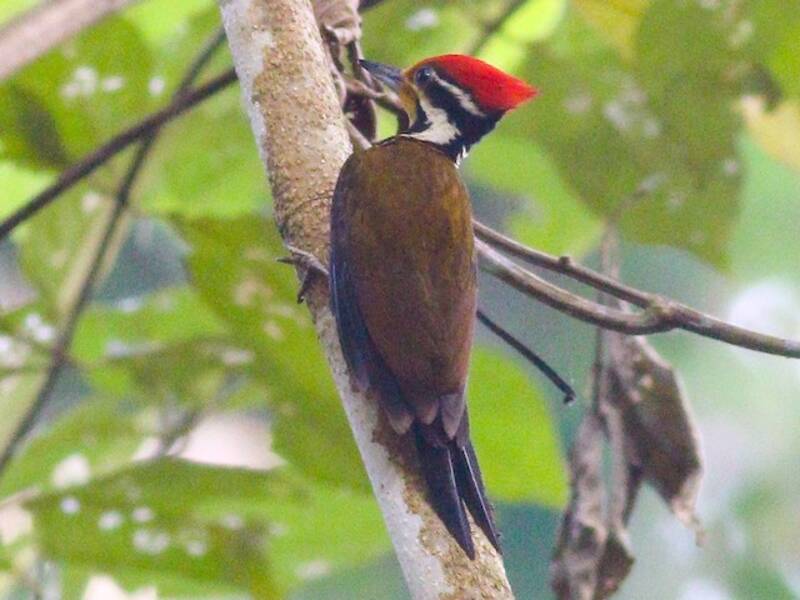 Picchio dal dorso olivaceo