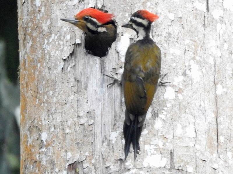 Picchio dal dorso olivaceo, Foto 3
