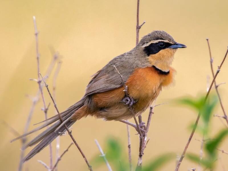 Olive-crowned Crescentchest, 照片 3