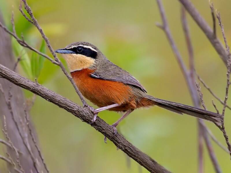 Olive-crowned Crescentchest, 照片 2