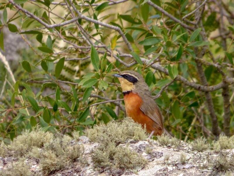 Olive-crowned Crescentchest, 照片 4