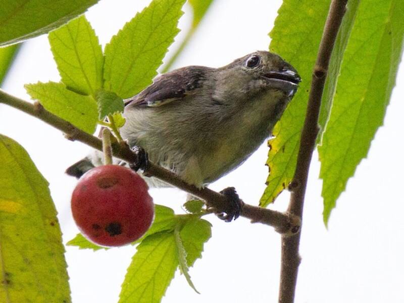 Olive-crowned Flowerpecker