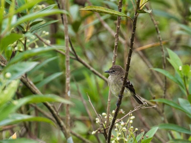 Mosquero pechicanelo, Fotos 2