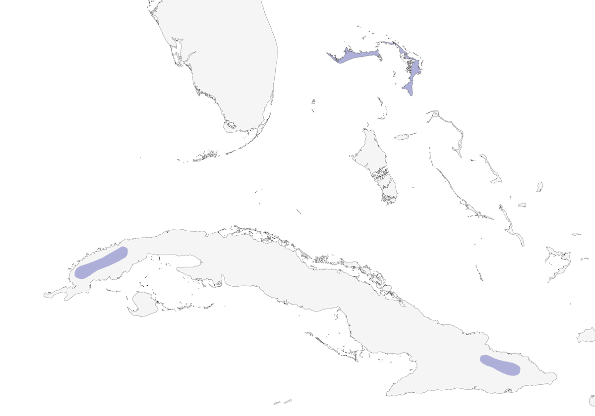 Reinita de gorra oliva, Distribución 1
