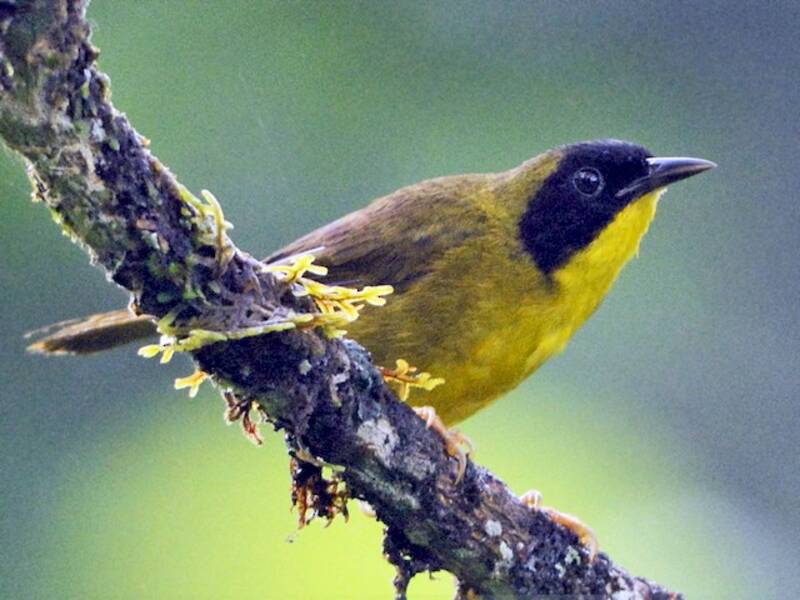 Reinita coronioliva