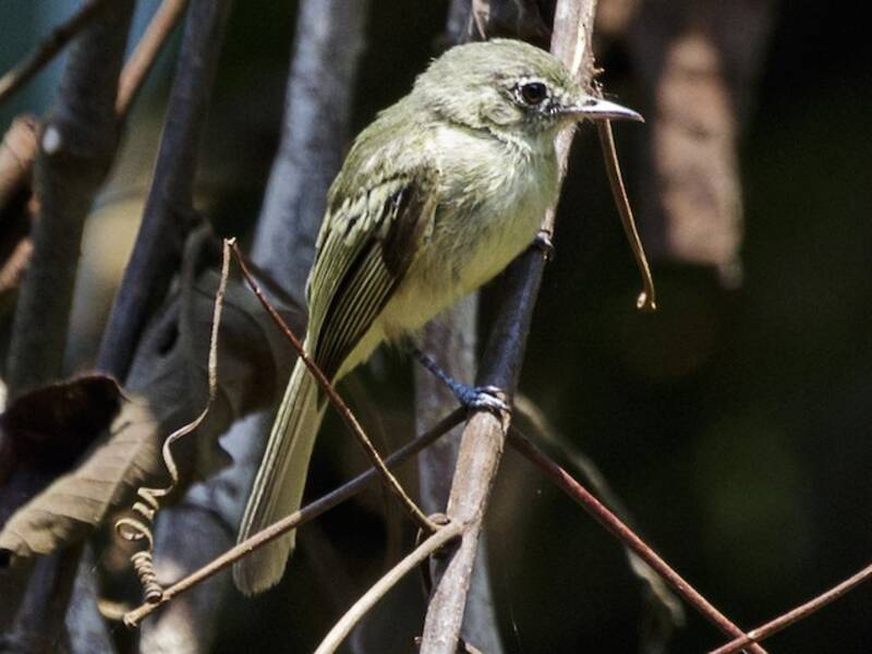 Olive-green Tyrannulet, 照片 2
